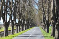 allee.jpg